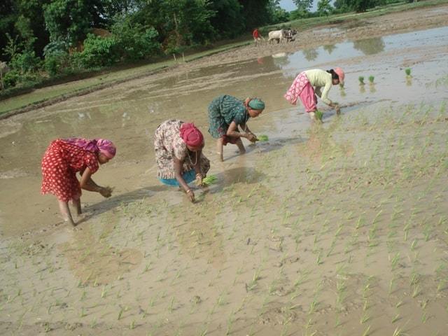 Livelihood-DEPROSC-3
