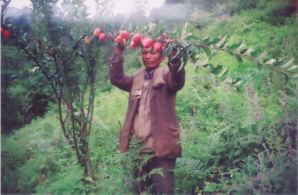Chihi-Apple-Farm-Boundry-wall-Madana