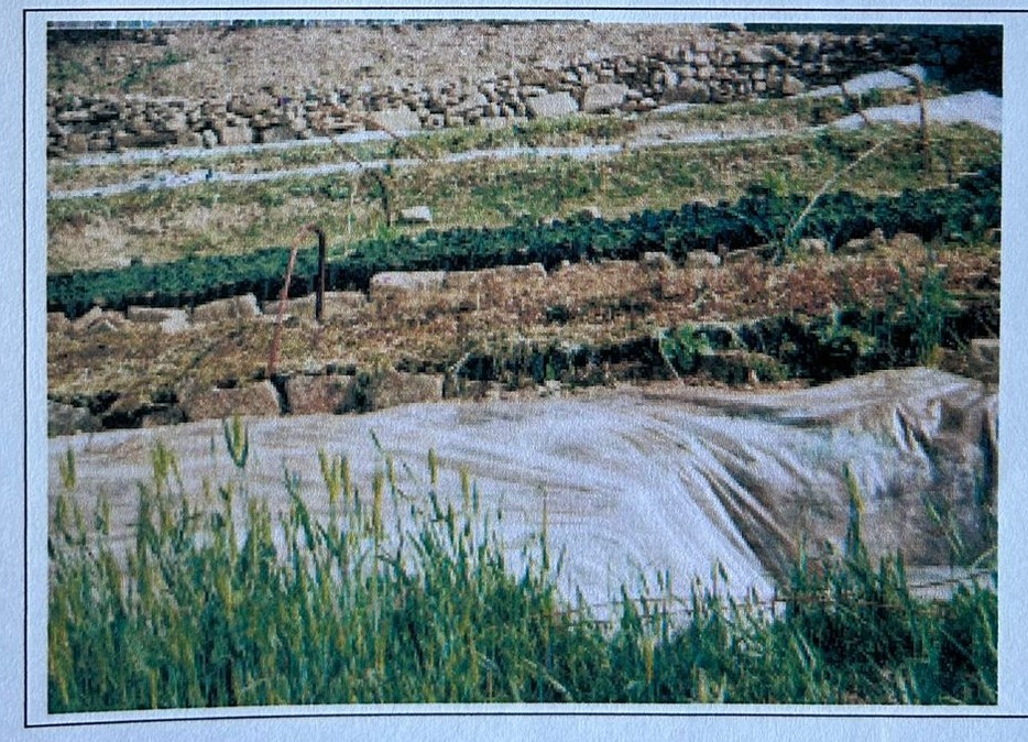 Hill Leasehold forestry and forage development project